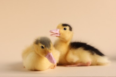 Photo of Baby animals. Cute fluffy ducklings on beige background, selective focus
