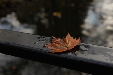 Photo of Beautiful wet yellowed maple leaf on black metal handrail in park