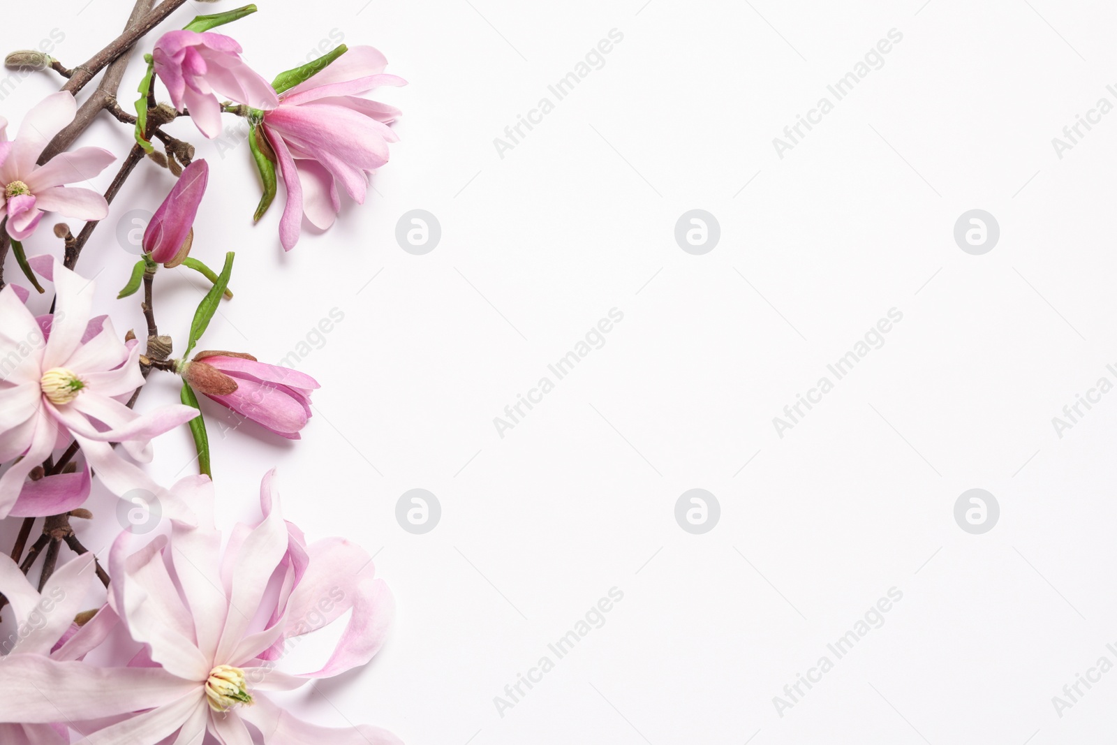 Photo of Magnolia tree branches with beautiful flowers on white background, top view