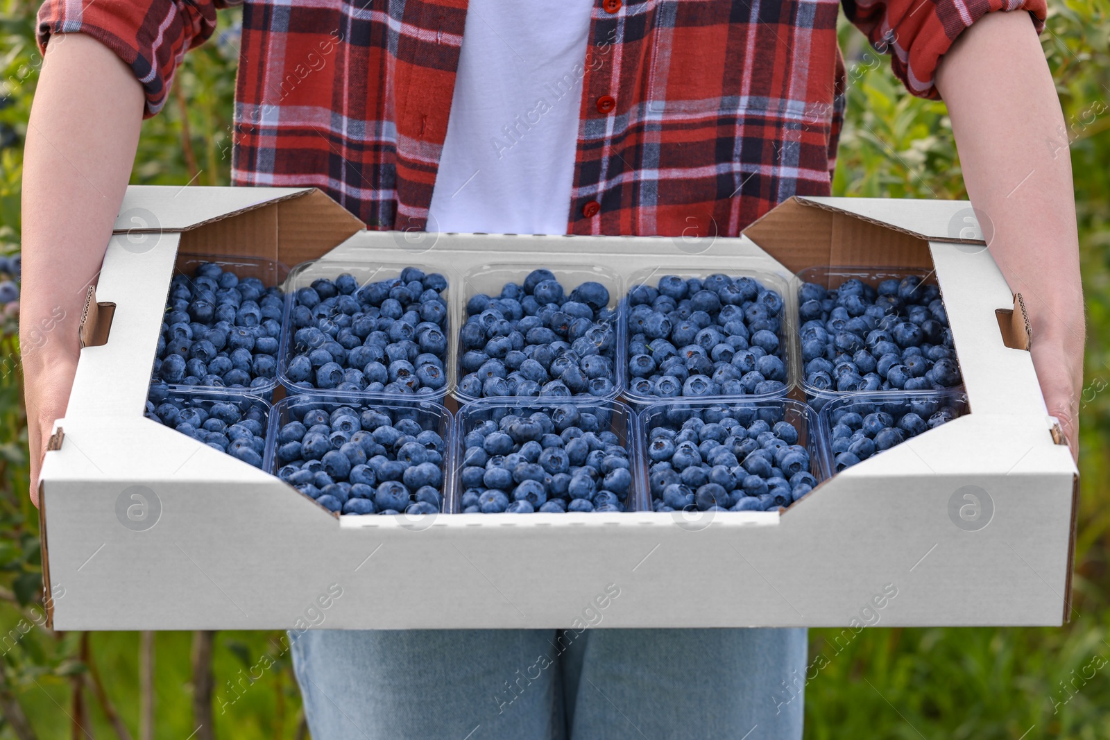 Photo of Woman holding box with containers of fresh blueberries outdoors, closeup. Seasonal berries