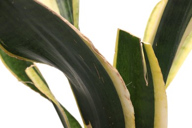 Houseplant with damaged leaves on white background, closeup