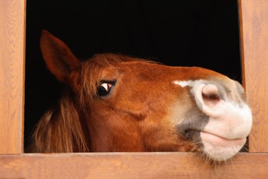 Photo of Adorable horse in wooden stable, closeup. Lovely domesticated pet
