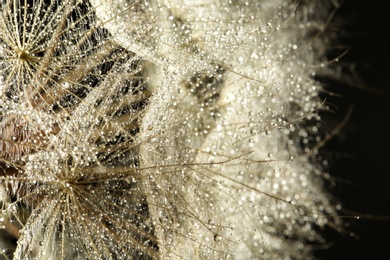 Photo of Dandelion seeds with dew drops on black background, close up