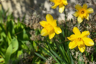 Beautiful yellow daffodils growing outdoors on spring day