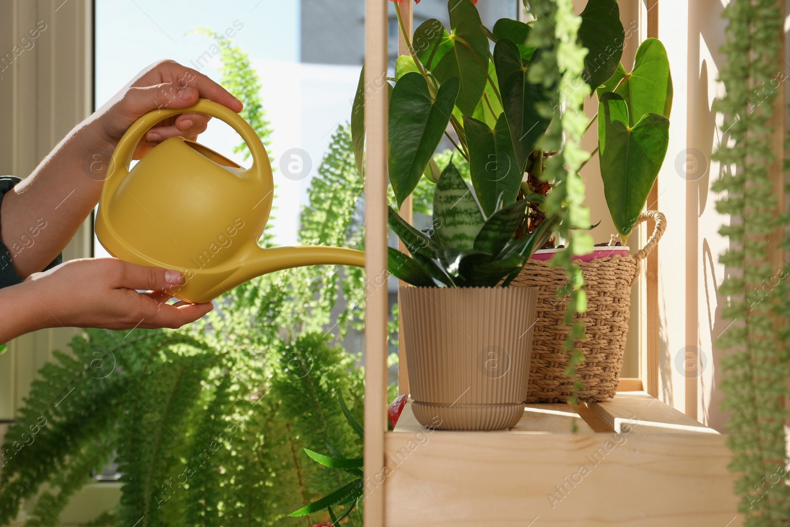 Photo of Woman watering beautiful house plants indoors, closeup