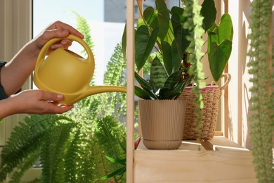 Woman watering beautiful house plants indoors, closeup