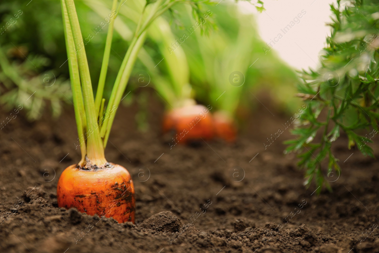 Photo of Ripe carrots growing in soil, closeup. Organic farming