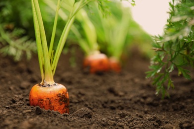 Ripe carrots growing in soil, closeup. Organic farming