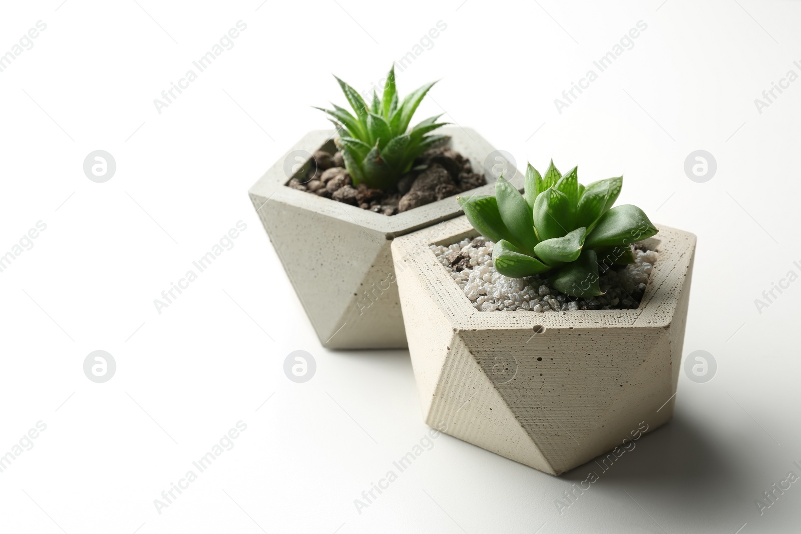 Photo of Succulent plants in concrete pots on white table, closeup