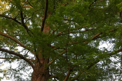 Photo of Beautiful tree with green leaves growing in park