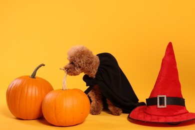 Photo of Cute Maltipoo dog with hat and pumpkins dressed in Halloween costume on orange background