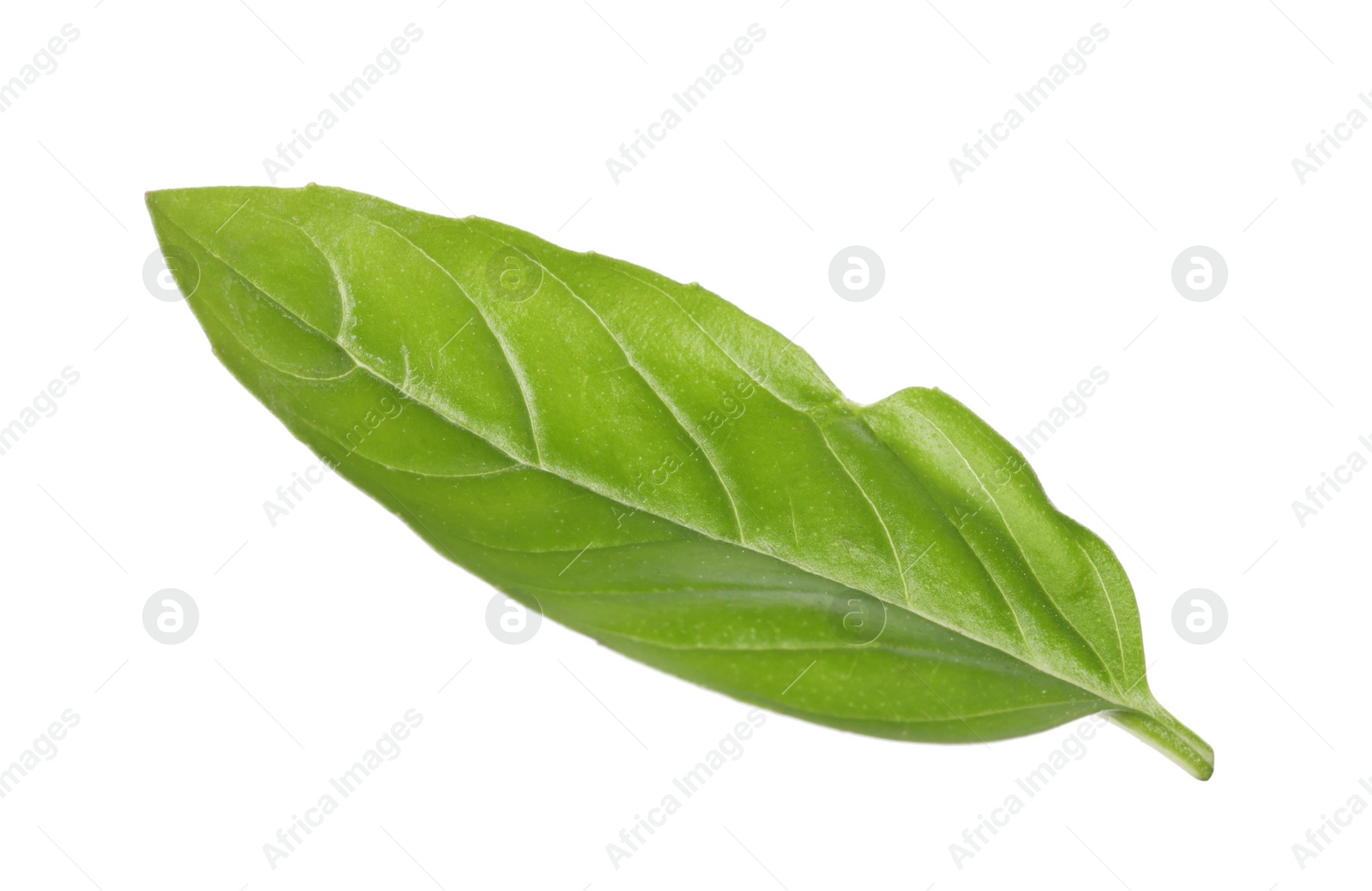 Photo of One green basil leaf isolated on white