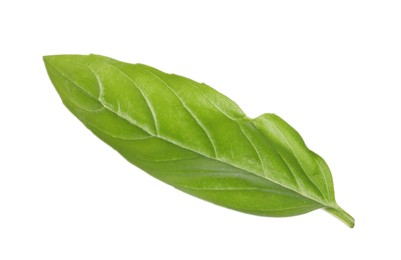 One green basil leaf isolated on white