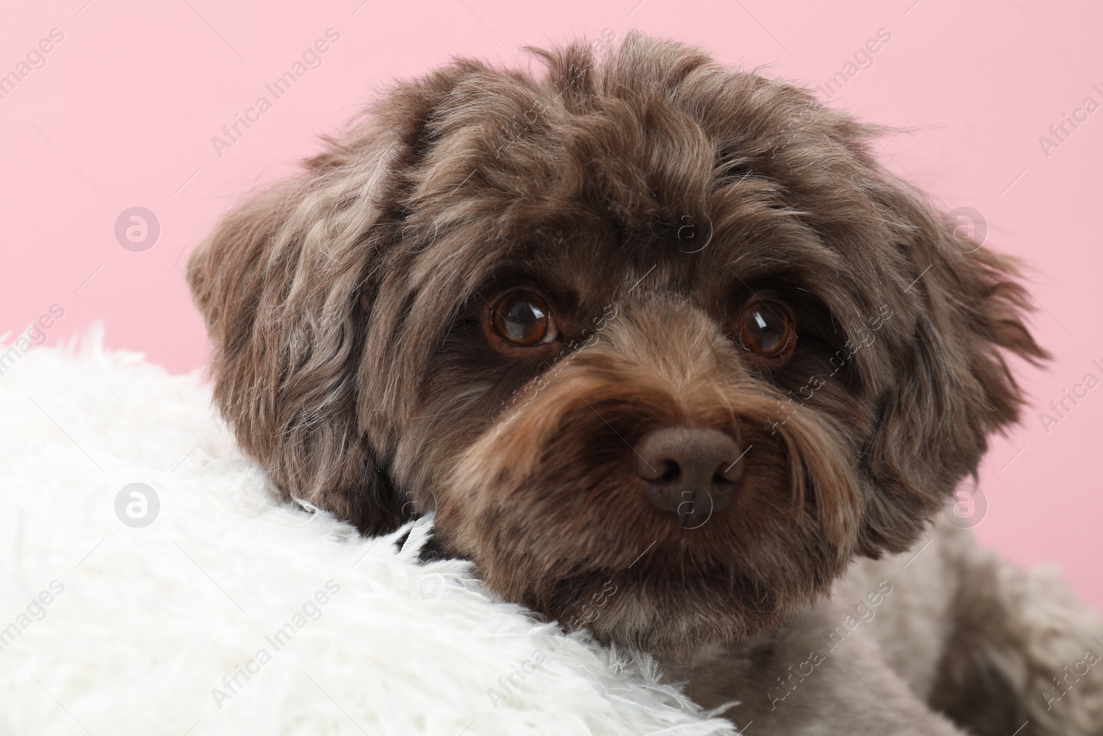 Photo of Cute Maltipoo dog with pillow resting on pink background. Lovely pet