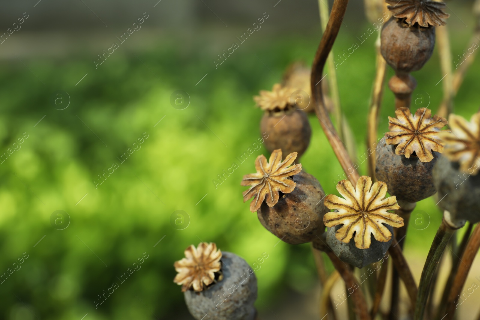 Photo of Dry poppy heads outdoors, closeup. Space for text