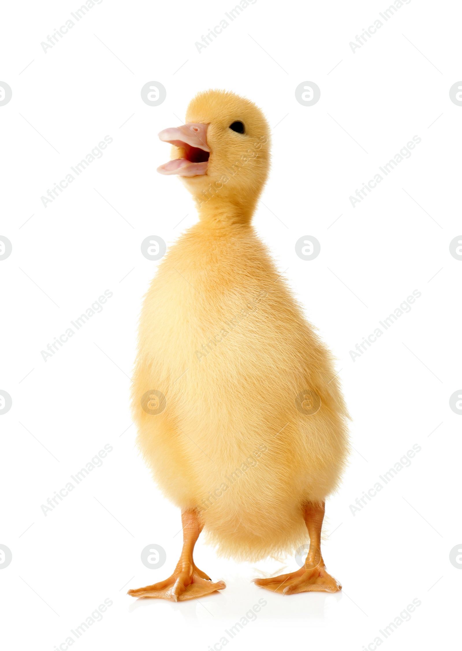 Photo of Cute fluffy gosling on white background. Farm animal