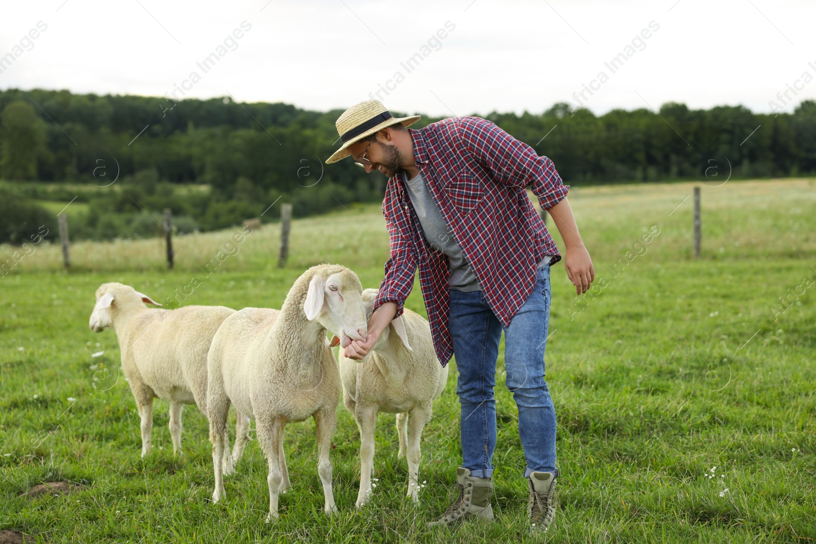 Photo of Smiling man feeding sheep on pasture at farm