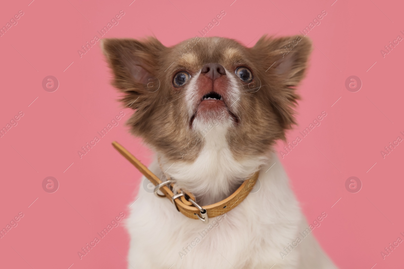 Photo of Adorable Chihuahua in dog collar on pink background