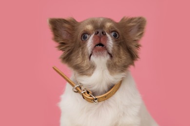 Photo of Adorable Chihuahua in dog collar on pink background