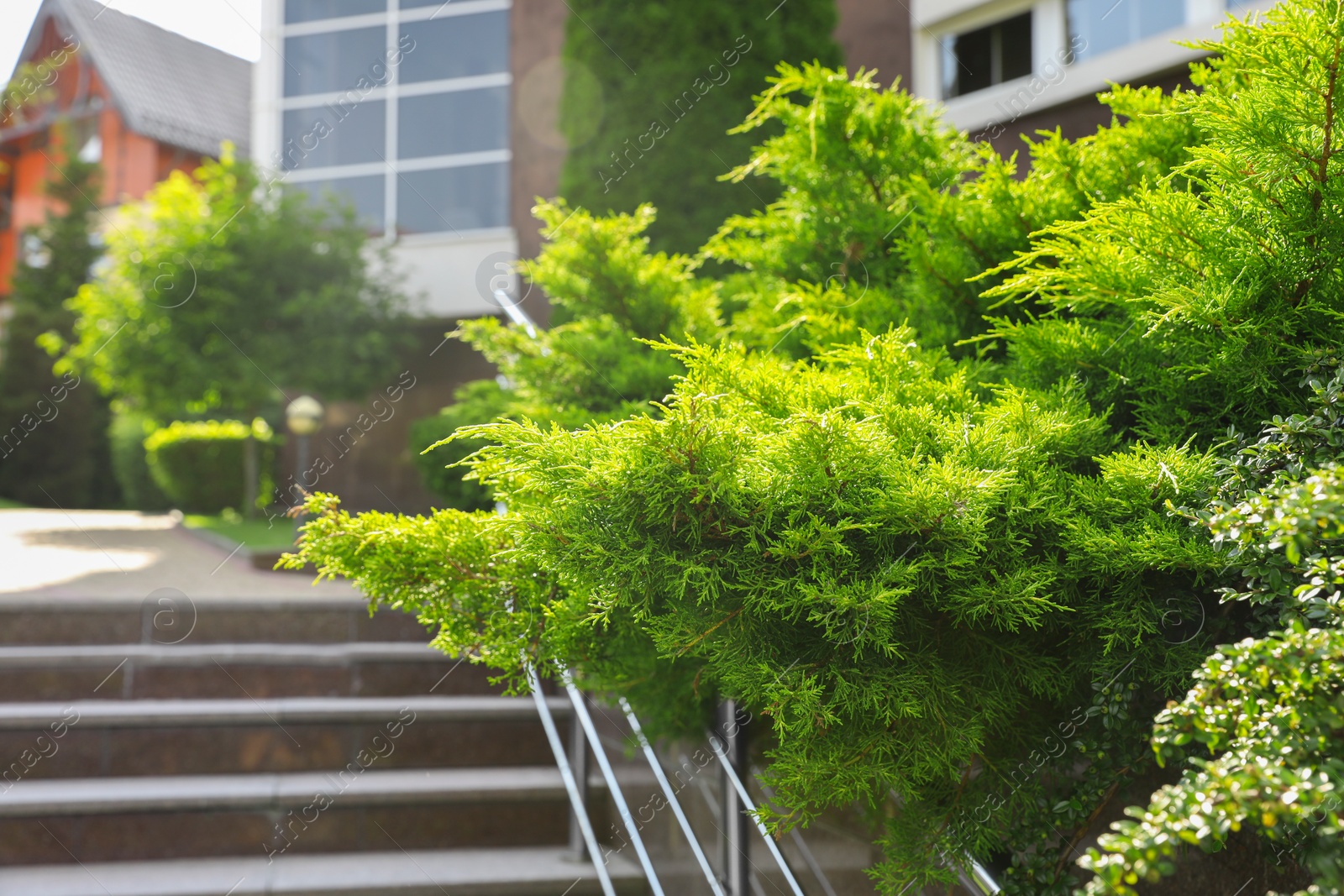 Photo of Beautiful juniper growing outdoors. Gardening and landscaping