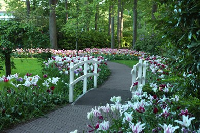 Photo of Park with beautiful flowers and bridge over canal. Spring season