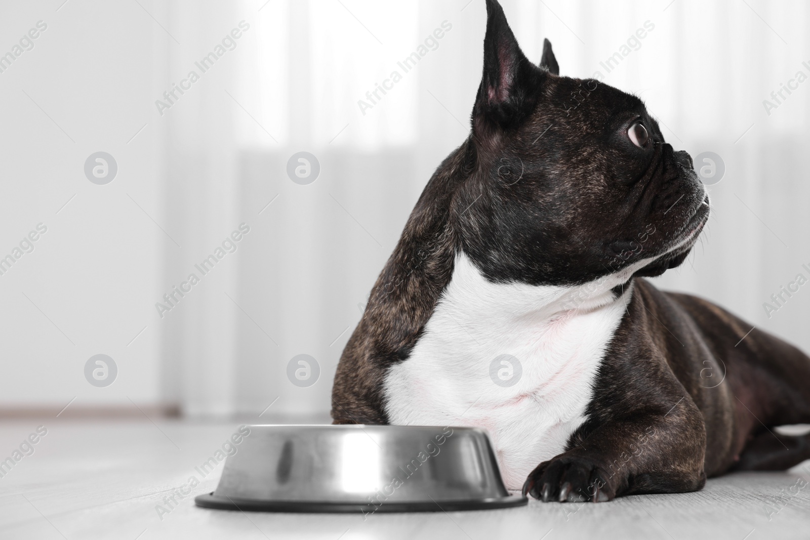 Photo of Adorable French Bulldog near bowl indoors. Lovely pet