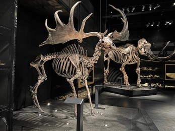 Photo of Life size skeletons of ancient moose and mammoth in museum