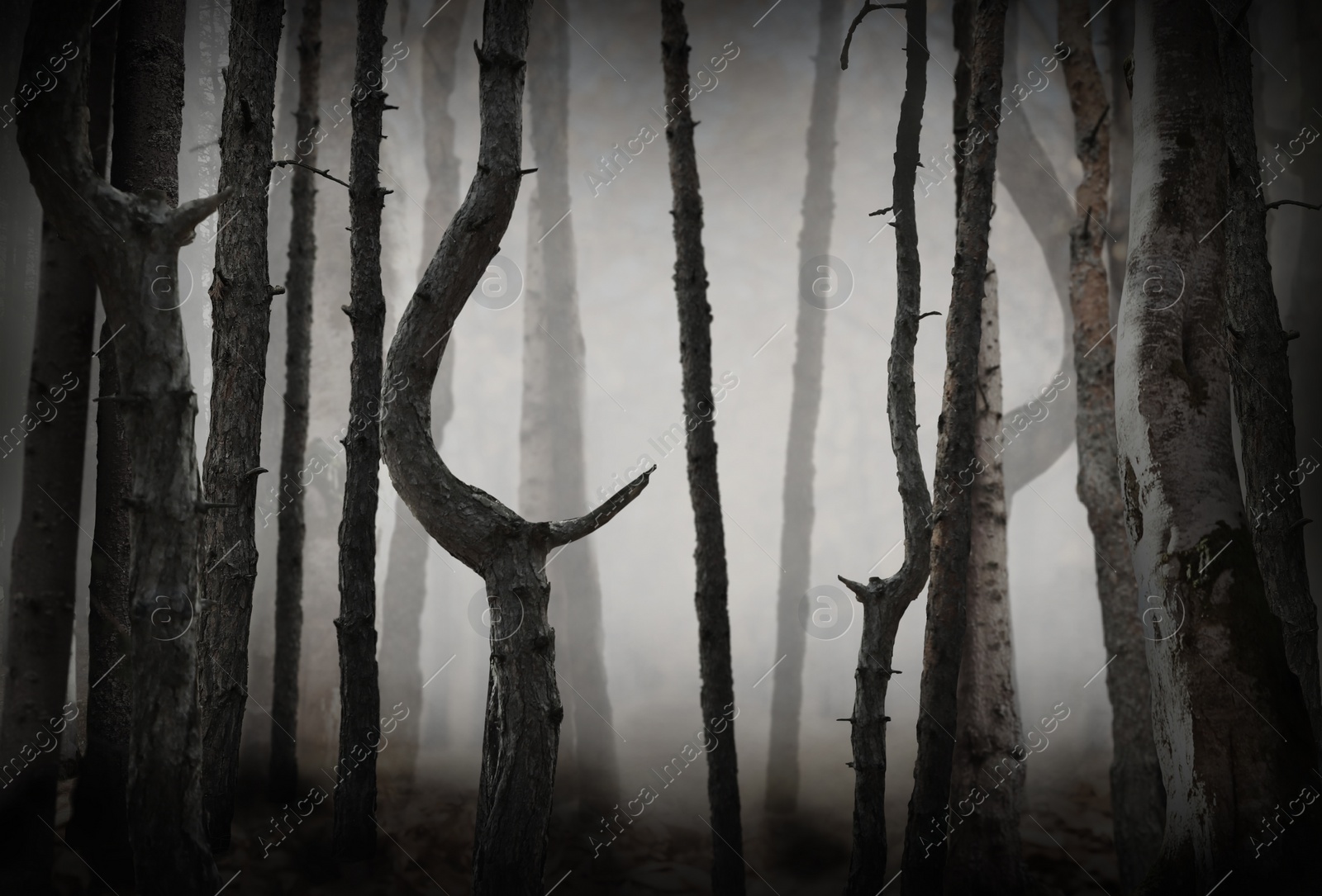Image of Fantasy world. Creepy foggy forest with tall trees
