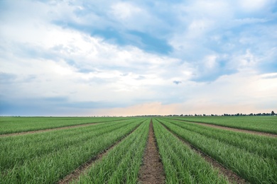 Photo of Rows of green onion in agricultural field