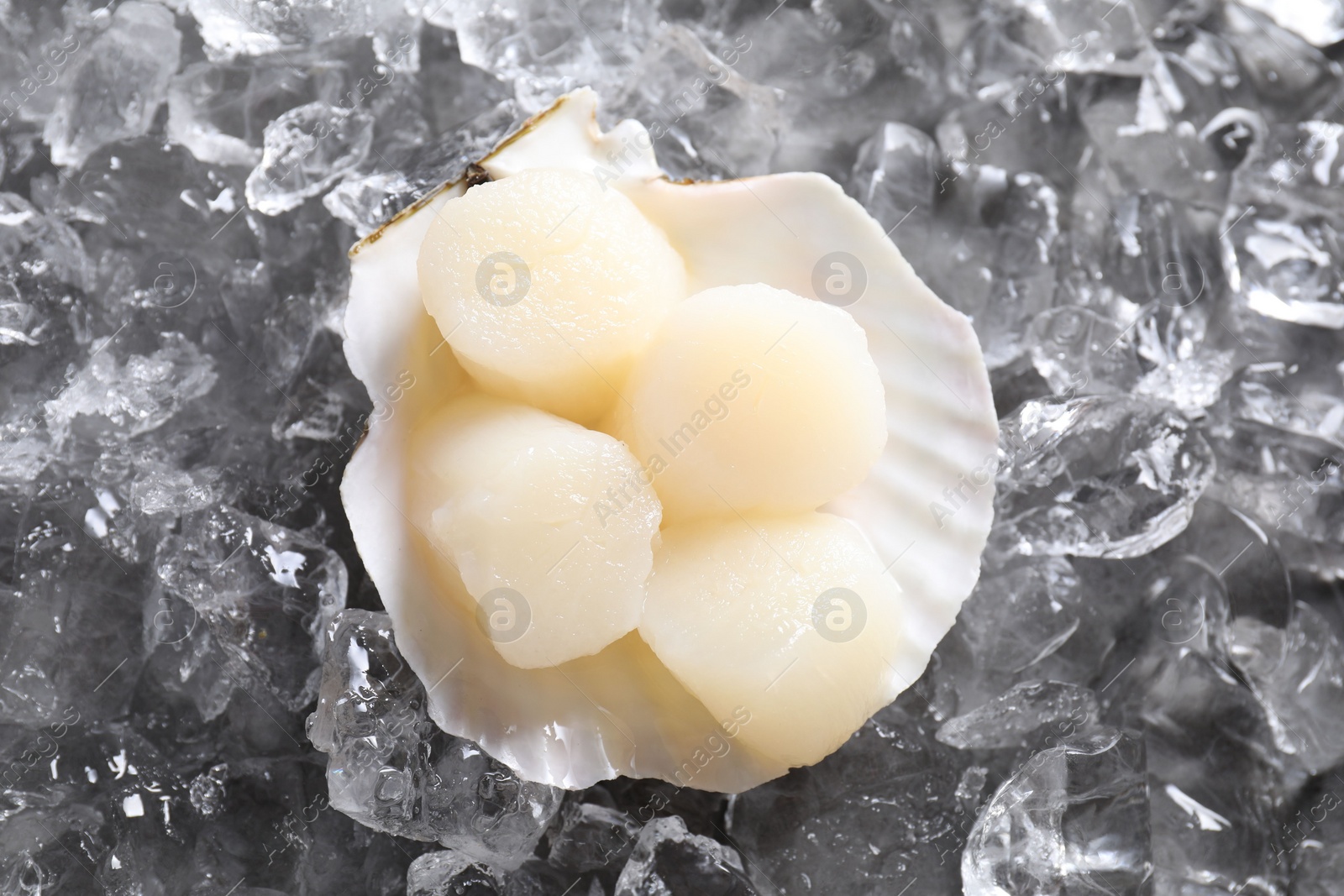 Photo of Fresh raw scallops in shell on ice cubes, top view