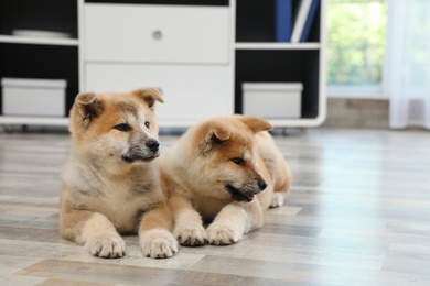 Photo of Adorable Akita Inu puppies on floor at home