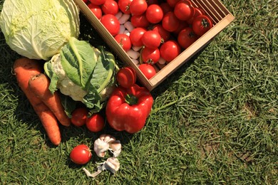 Photo of Different tasty vegetables on green grass outdoors, above view