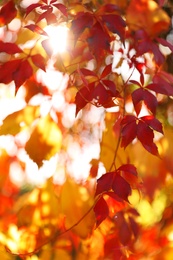 Photo of Tree branch with sunlit bright leaves in park, closeup. Autumn season