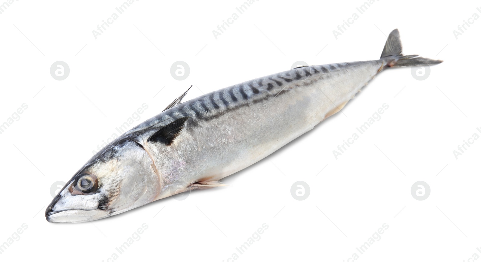 Photo of One tasty raw mackerel isolated on white