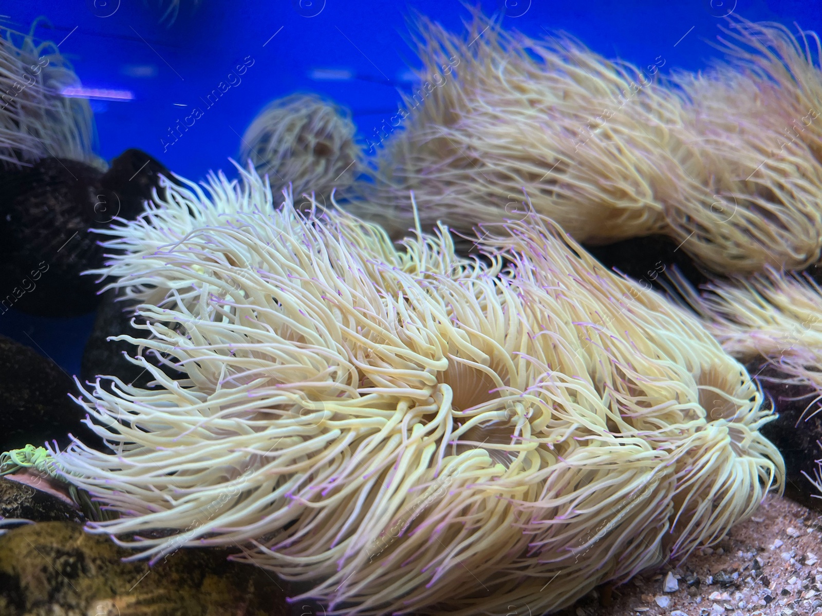 Photo of Many beautiful tropical sea anemones in clean aquarium