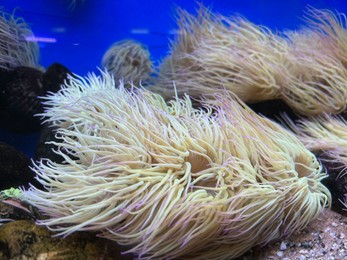 Many beautiful tropical sea anemones in clean aquarium