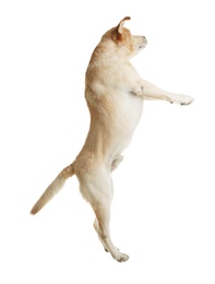 Photo of Yellow labrador retriever jumping on white background