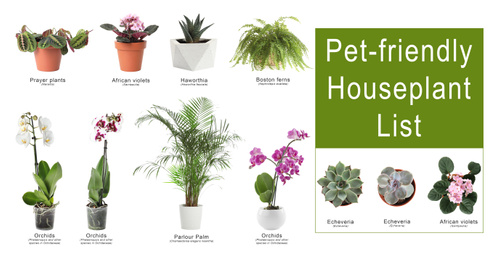 List of pet-friendly houseplants on white background