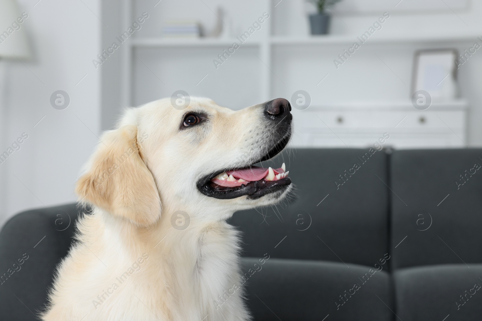 Photo of Cute Labrador Retriever in living room. Lovely pet