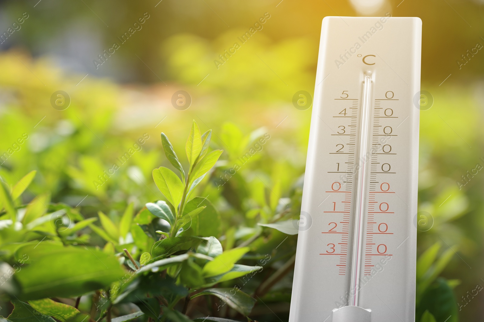 Image of Thermometer and green plant outdoors. Temperature in spring