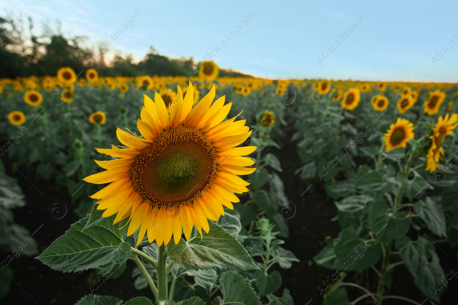 Photo of Beautiful view of field with yellow sunflowers at sunset