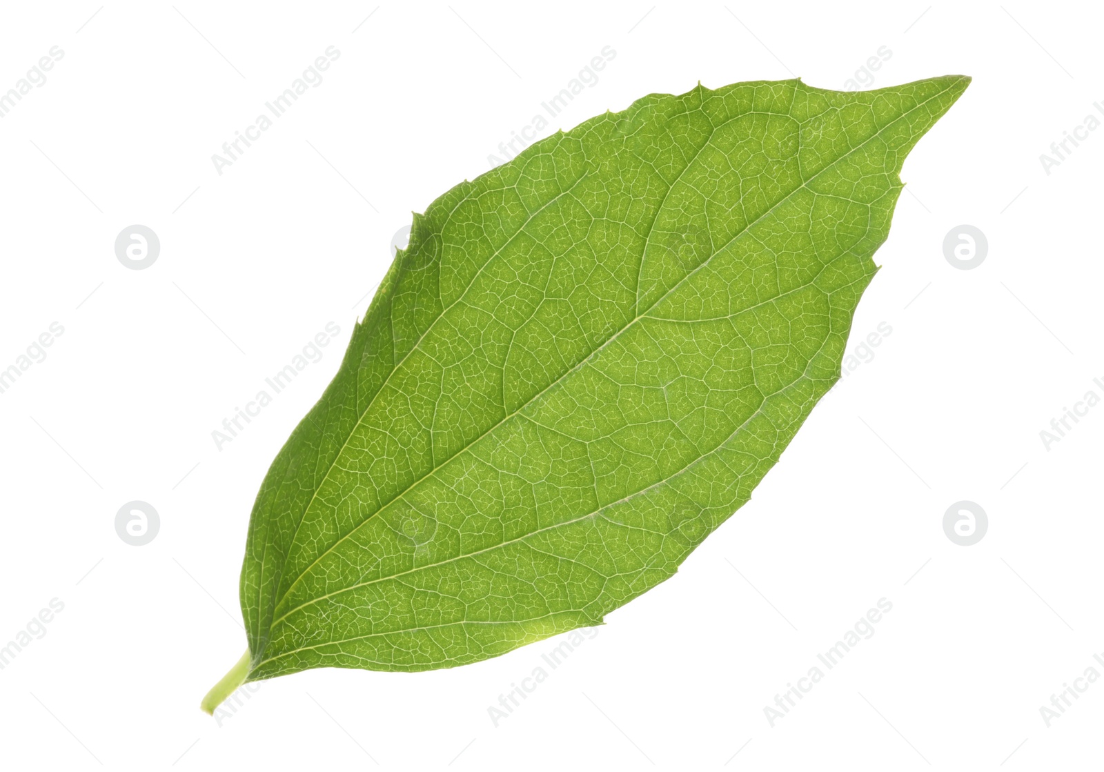 Photo of Fresh green jasmine leaf isolated on white