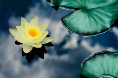 Image of Beautiful lotus and leaves on water, symbolic flower in Buddhism. Indian religion 