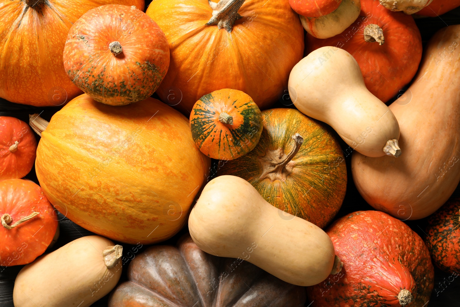 Photo of Many different pumpkins as background, closeup. Autumn holidays