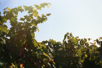 Beautiful view of vineyard with cultivated wine grape plants