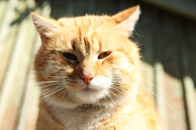 Beautiful ginger stray cat outdoors on sunny day, closeup