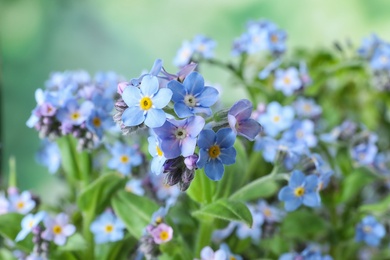 Amazing spring forget-me-not flowers as background, closeup view