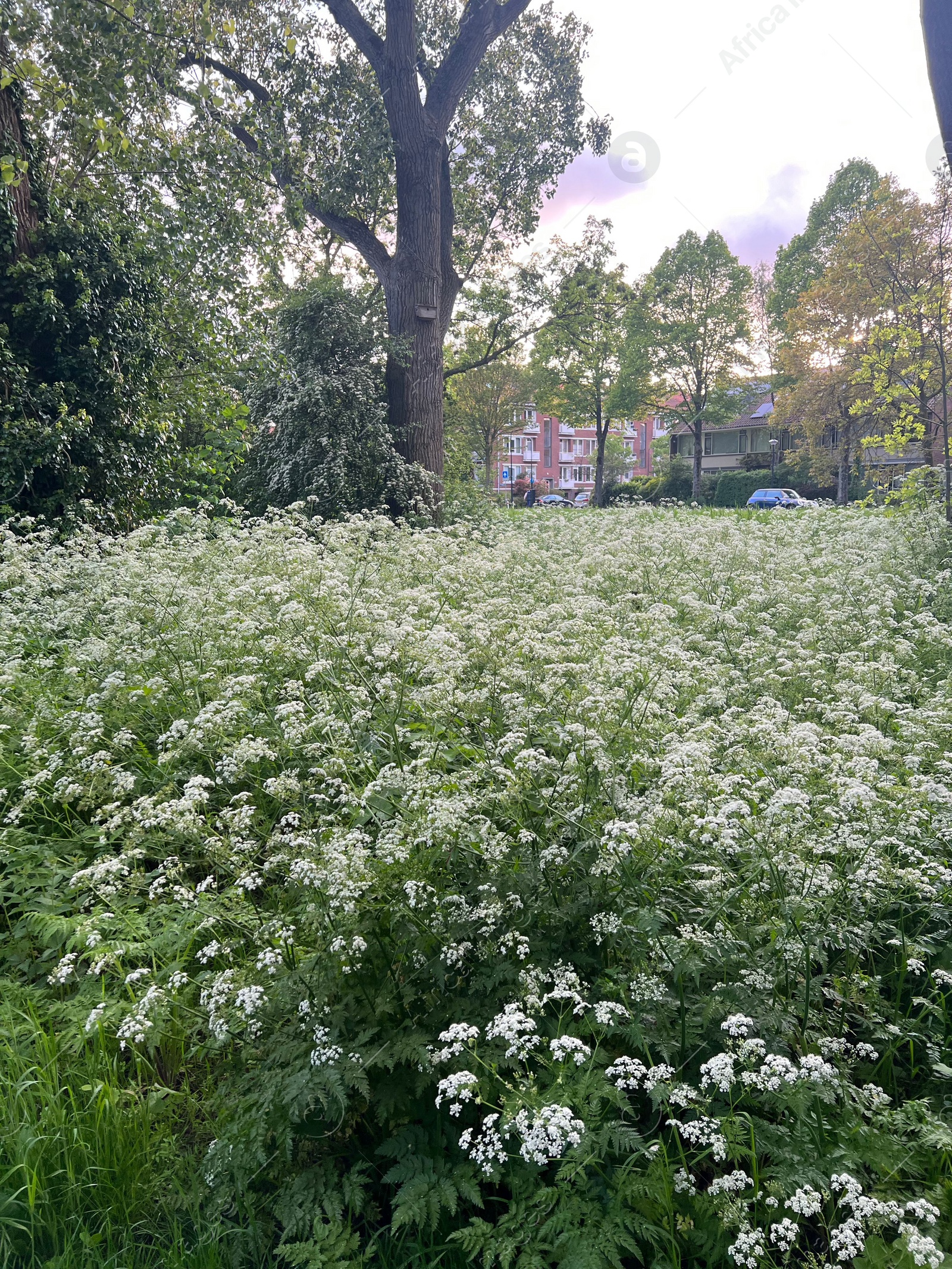 Photo of Beautiful view of cow parsley plant growing outdoors