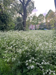 Beautiful view of cow parsley plant growing outdoors