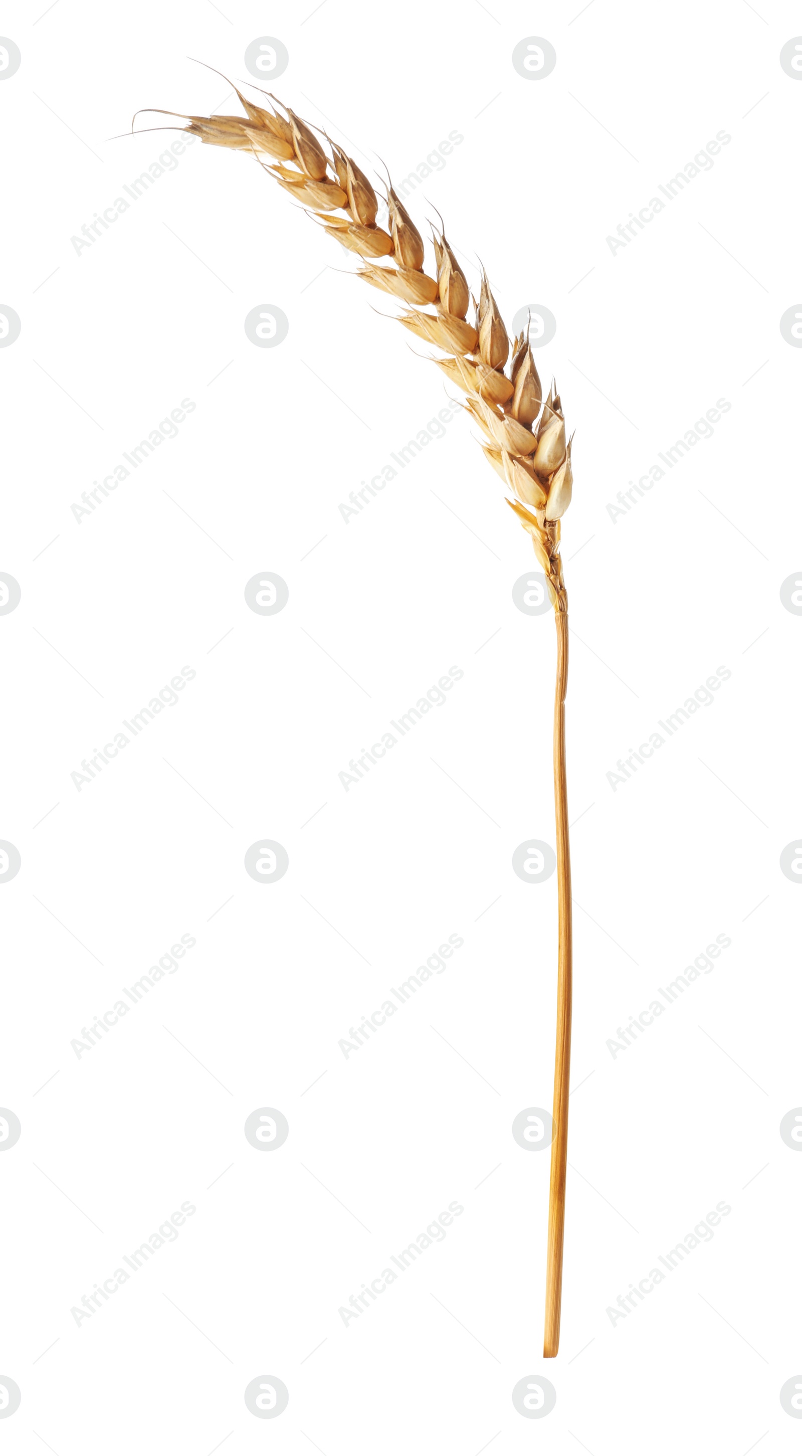 Photo of Dry ear of wheat isolated on white